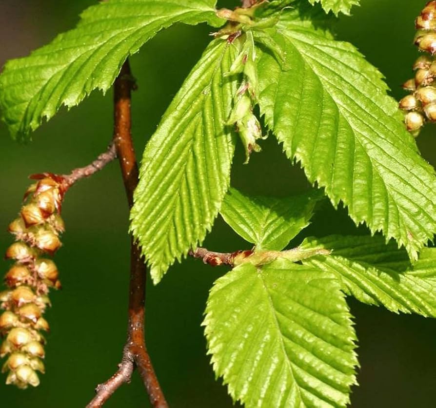 European (hornbeam tree Carpinus betulus bonsai) for planting in garden